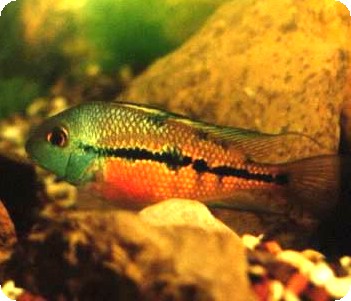 NICARAGUENS CICHLID - 4 INCH